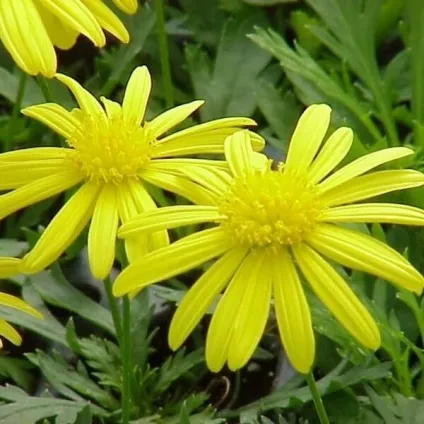 Ромен звичайний квіти на фото, сорти ромену, вирощування з насіння