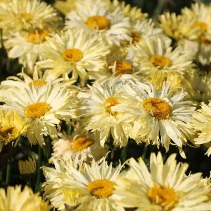 Ромен звичайний квіти на фото, сорти ромену, вирощування з насіння