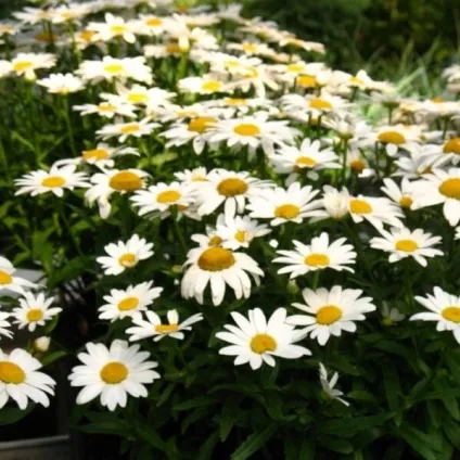 Ромен звичайний квіти на фото, сорти ромену, вирощування з насіння