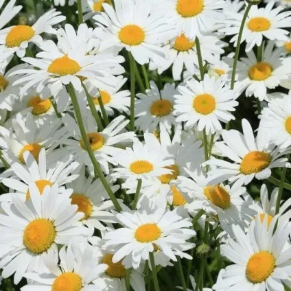 Ромен звичайний квіти на фото, сорти ромену, вирощування з насіння