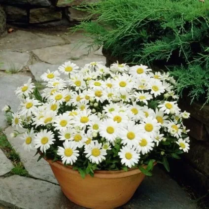 Ромен звичайний квіти на фото, сорти ромену, вирощування з насіння