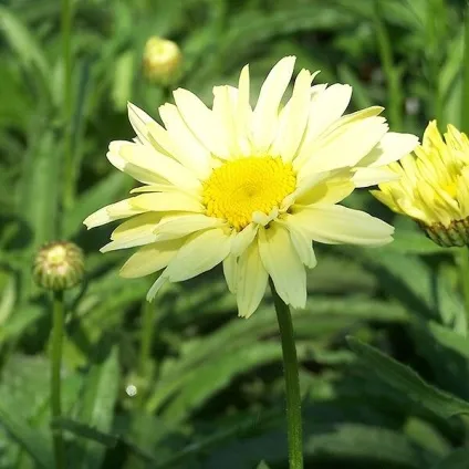 Ромен звичайний квіти на фото, сорти ромену, вирощування з насіння