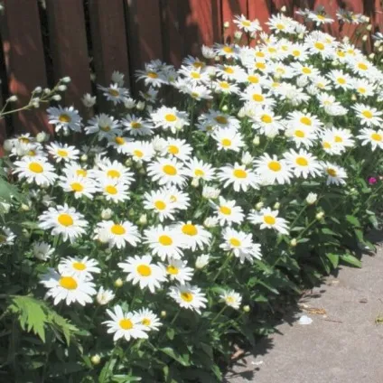 Ромен звичайний квіти на фото, сорти ромену, вирощування з насіння