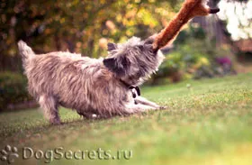 Breed Cairn Terrier - leírás és fotók, valamint ápolási díj