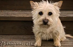 Breed Cairn Terrier - leírás és fotók, valamint ápolási díj