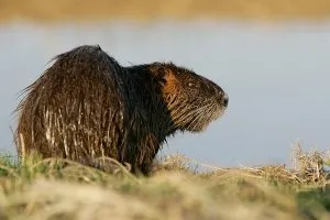 Postulate de nutria de reproducție de succes