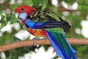 Rosella papagáj - a tartalom, a teljesítmény, a külső adatok