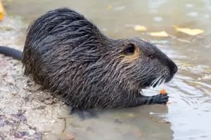 Postulate de nutria de reproducție de succes