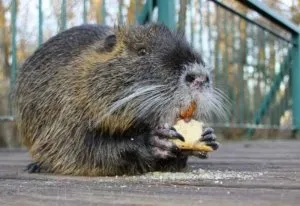 Postulate de nutria de reproducție de succes