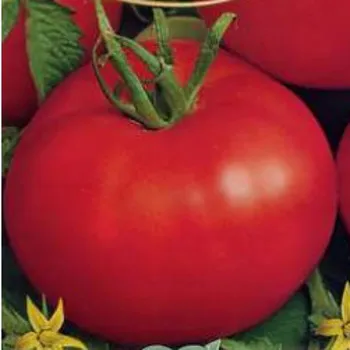 tomatelor-maturare soiuri cu fotografii și descriere