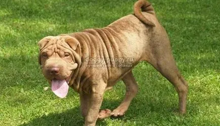 Shar Pei câine rasa fotografie, preț și caracteristici - faunei sălbatice