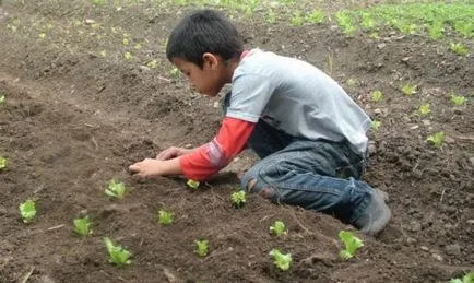 Plantarea și îngrijirea măcriș în câmp deschis cresc împreună