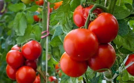 Tomate „Andromeda“ descrierea soiului, recenzii, fotografii