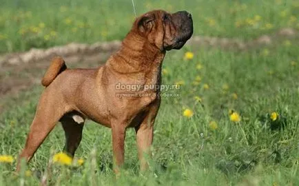 Shar Pei câine rasa fotografie, preț și caracteristici - faunei sălbatice