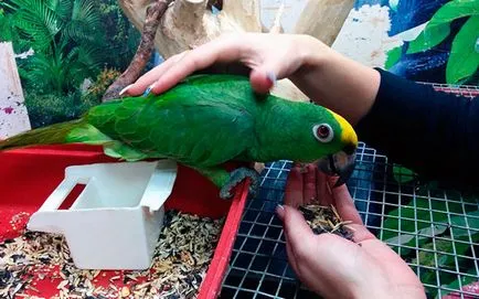 Amazon Parrot - fotografii, descriere, gama, de conținut, cumpăra