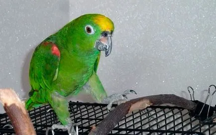 Amazon Parrot - fotó, leírás, tartomány, tartalom, vásárlás