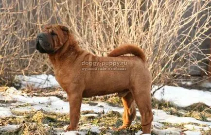 Shar Pei câine rasa fotografie, preț și caracteristici - faunei sălbatice