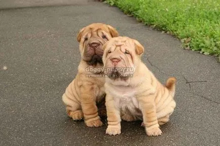 Shar Pei câine rasa fotografie, preț și caracteristici - faunei sălbatice