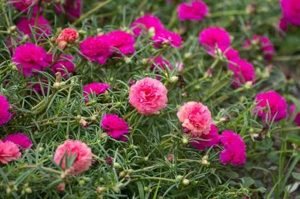 plantare Purslane, de reproducere, de îngrijire