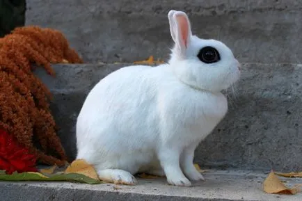 Rasa iepuri ornamentale cu imagini - o fotografie de revizuire a speciilor