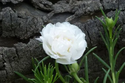 plantare Purslane, de reproducere, de îngrijire