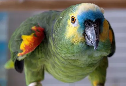 Amazon Parrot - fotó, leírás, tartomány, tartalom, vásárlás