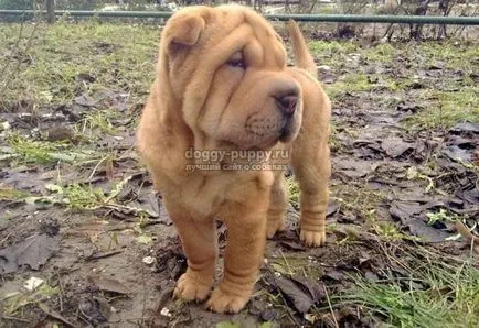 Shar Pei câine rasa fotografie, preț și caracteristici - faunei sălbatice