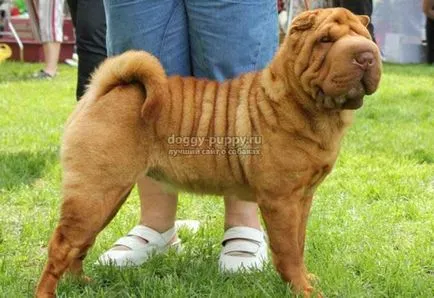 Shar Pei câine rasa fotografie, preț și caracteristici - faunei sălbatice