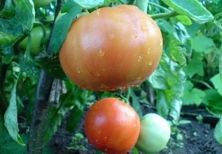 tomatelor-maturare soiuri cu fotografii și descriere