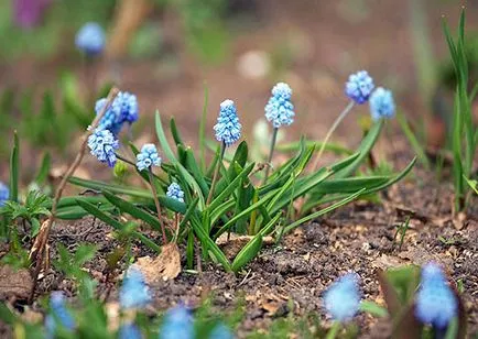 Plantarea și îngrijirea muscari, cultivare, propagare, plantare, transplantare, tăierea