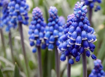 Ültetés és gondozása muscari, termesztés, szaporítás, ültetés, áttelepítésre, metszés