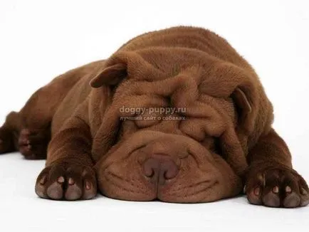 Shar Pei câine rasa fotografie, preț și caracteristici - faunei sălbatice