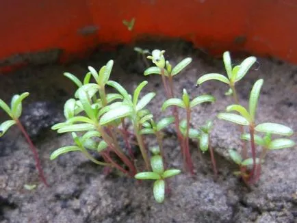 plantare Purslane, de reproducere, de îngrijire