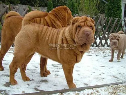 Shar Pei câine rasa fotografie, preț și caracteristici - faunei sălbatice