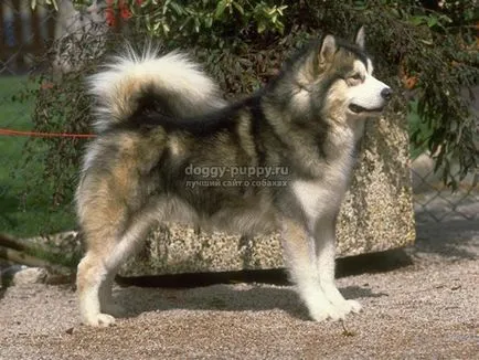 Rasa Husky caracteristici, fotografii si preturi - despre site-ul câini