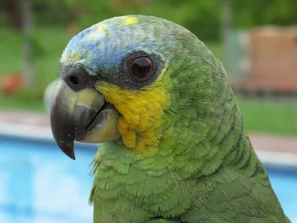 Papagalii Amazoanele - o descriere și recenzii ale proprietarilor