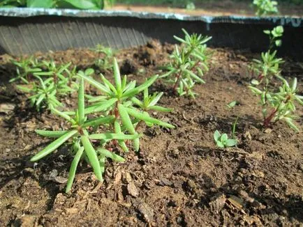 plantare Purslane, de reproducere, de îngrijire