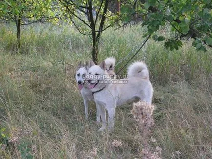 Rasa Husky caracteristici, fotografii si preturi - despre site-ul câini