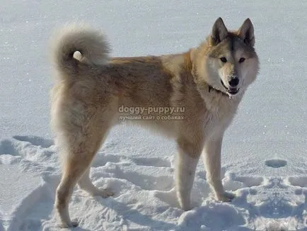 Rasa Husky caracteristici, fotografii si preturi - despre site-ul câini