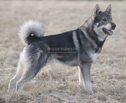 Rasa Husky caracteristici, fotografii si preturi - despre site-ul câini