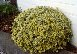 Правила Euonymus расте в градината си