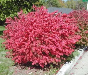 Правила Euonymus расте в градината си