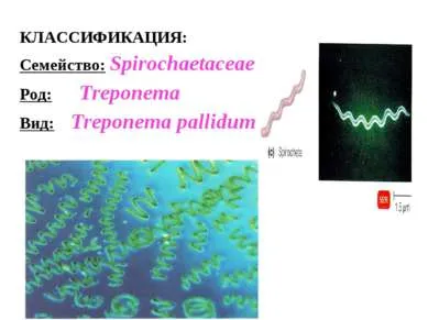 Prezentare - algoritm pentru diagnosticul de laborator de sifilis - free download