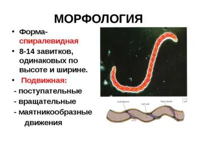 Prezentare - algoritm pentru diagnosticul de laborator de sifilis - free download