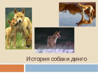 Prezentare - Istoria Dingo dog - free download