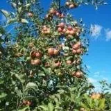 Причини за началото на ябълки падат