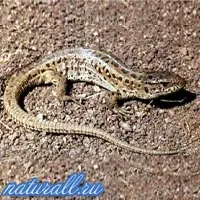 Nisip șopârlă, animale sălbatice România