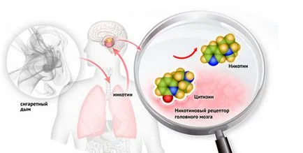 Принципът на работа на цитизин се откажат от тютюнопушенето