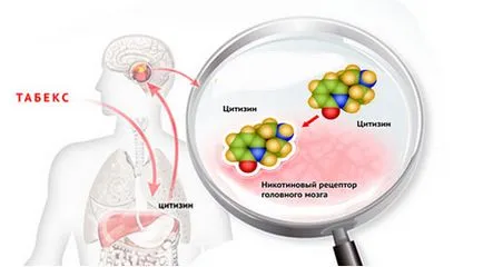 Принципът на работа на цитизин се откажат от тютюнопушенето