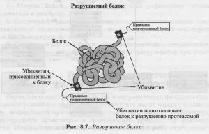 Proteoliza - distrugerea proteinelor